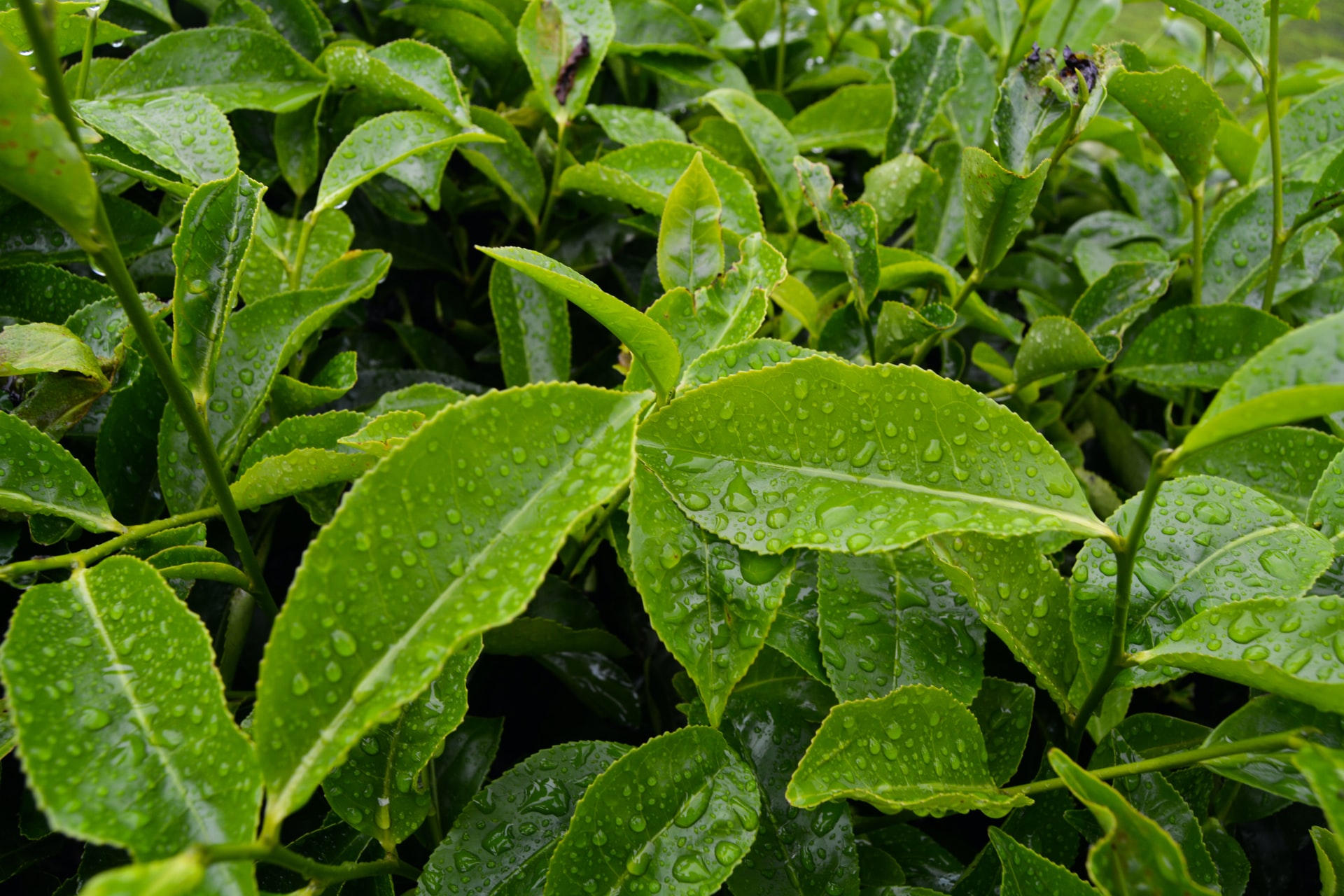 green tea leaves used for green tea extract